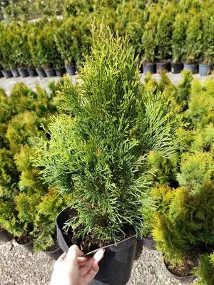Туя западная Смарагд 30-50 см в пластиковом горшке 0,9-3 л, саженец,  хвойное живое растение, комплект из 4 шт - купить с доставкой по выгодным  ценам в интернет-магазине OZON (883774480)