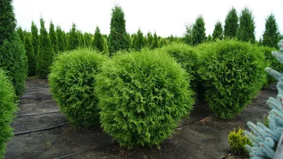 Купить Туя западная \"Брабант\" (Thuja occidentalis 'Brabant') от 399 руб. в  интернет-магазине Архиленд с доставкой почтой по Москве и в регионы