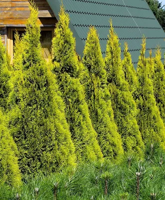 Туя западная Смарагд шаровидная /Thuja occidentalis Smaragd 40-50 С15, шт -  Амрита