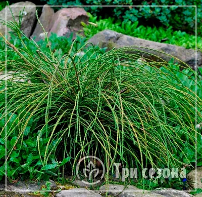 Туя складчатая Випкорд (Thuja plicata Whipcord) (штамб 50-60 см) С4 хит  продаж — Питомник Летний сад