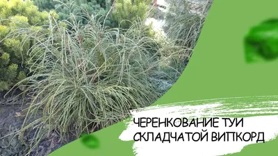 Купить туя складчатая whipcord деревья и растения - Крымский питомник Гавриш