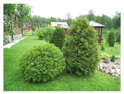 Туя западная \"Вудварди\" (Thuja occidentalis \"Woodwardii\") - Питомник и  Садовый центр Русские Деревья