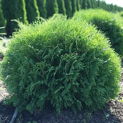 Туя западная \"Вудварди\" / Thuja occidentalis \"Woodwardii\"