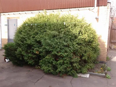 Туя западная Вудварди (thuja occidentalis) 🌿 туя Вудварди обзор: как  сажать саженцы туи Вудварди - YouTube