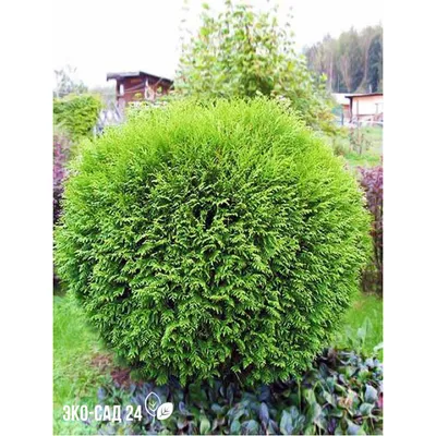 Туя западная \"Вудварди\" (Thuja occidentalis \"Woodwardii\") - Питомник и  Садовый центр Русские Деревья