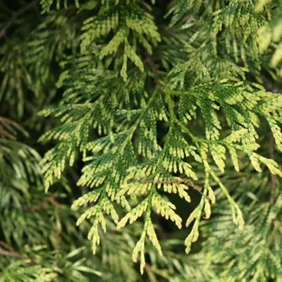 Туя складчатая Зебрина (Thuja plicata Zebrina)