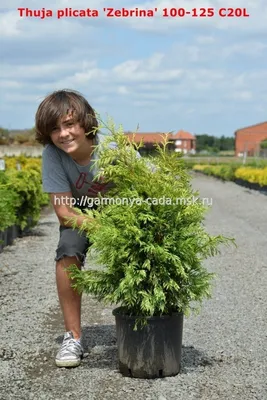 Туя складчатая, пестрая, \"Зебрина\", Thuja plicata \"Zebrina\"