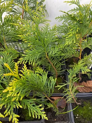 Туя складчатая Зебрина (Thuja plicata Zebrina) 40-45 см (ID#1491248637),  цена: 120 ₴, купить на Prom.ua