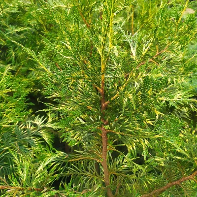 Туя складчатая \"Зебрина\" (Thuja plicata \"Zebrina\") С7,5 (ID#151834284),  цена: 30 руб., купить на Deal.by