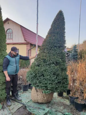 Туя складчатая Зебрина, Thuja plicata Zebrina цена, купить Киев, уход,  посадка, описание, фото.