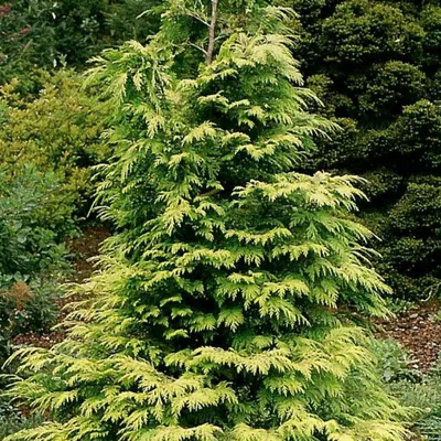 Thuja 'Golden Smaragd', Туя западная 'Голден Смарагд'|landshaft.info