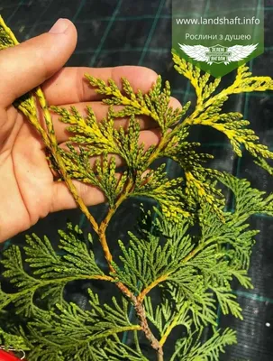 Thuja plicata 'Zebrina Extra Gold', Туя складчатая 'Зебрина Экстра  Гольд'|landshaft.info