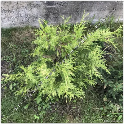 Туя складчатая Зебрина Экстра Гольд (Thuja plicata Zebrina Extra Gold) - « Зебрина это один из самых эффектных пёстрых сортов туи.» | отзывы