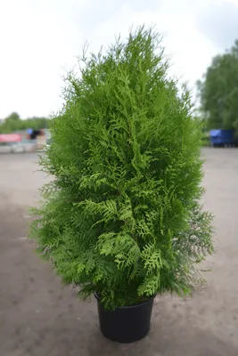 Туя складчатая Зебрина (Thuja plicata Zebrina) — НКО \"NORD-NUC\"