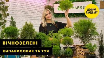 🌳 Искусственная Туя, тройная, 75см купить » Искусственные растения с  доставкой по всей России