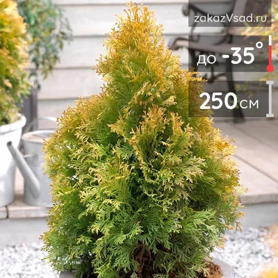 Туя складчатая Зебрина Экстра Голд (Thuja plicata Zebrina Extra Gold):  описание сорта с фото, характеристика, посадка и уход, зимостойкость