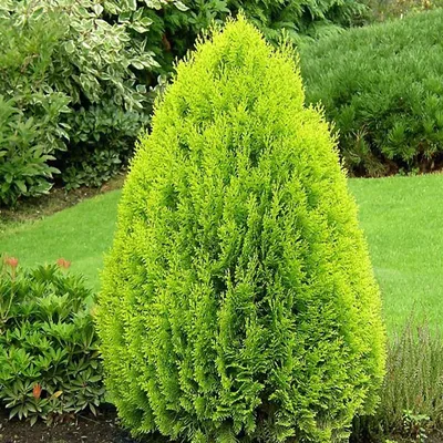 Туя западная \"Спиралис\" (Thuja occidentalis \"Spiralis\") С5 - купить в  Минске, цены