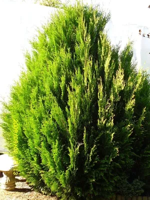 Thuja occidentalis Little Gem, Туя западная 'Литл Джем'|landshaft.info