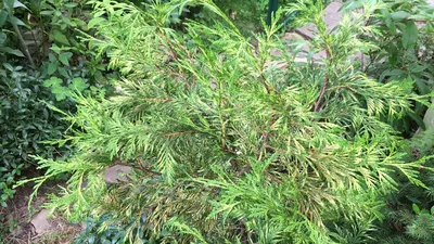 Туя Ауреа Нана (Thuja Orientalis Aurea Nana) 18см — Купить на BIGL.UA ᐉ  Удобная Доставка (1475482528)