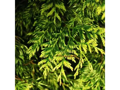 Туя складчатая \"Зебрина\" (Thuja plicata \"Zebrina\") С7,5 - купить в Минске,  цены