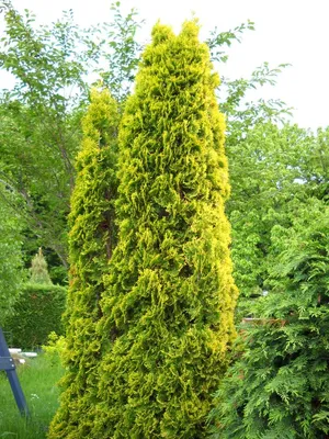 Туя складчатая Зебрина (Thuja plicata Zebrina) — НКО \"NORD-NUC\"