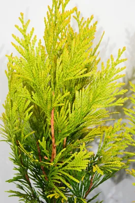 Туя складчатая Зебрина, Thuja plicata Zebrina цена, купить Киев, уход,  посадка, описание, фото.