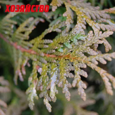 Thuja 'Aurea Nana', Туя восточная 'Ауреа Нана'|landshaft.info