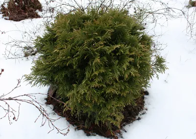 Купить Туя западная Санкист Thuja occidentalis Sunkist - в питомнике Флорини