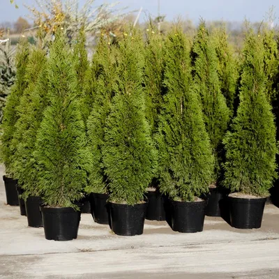 Туя западная Смарагд Thuja occidentalis Smaragd