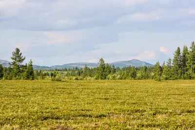 Тундра весной фото фотографии