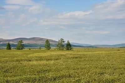 Полевые заметки орнитолога. Горная тундра