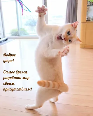 утро#добра#татьяначерёмина | TikTok