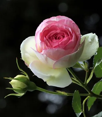 Свечи восковые натуральные восточная турецкая роза Stile di vita+ 140863578  купить в интернет-магазине Wildberries