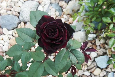 Черная роза цветет в Турции, блог на Profit Real Estate