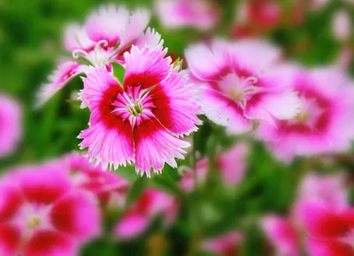 Турецкая гвоздика | Цветок, Растения, Домашние растения