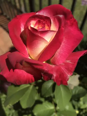 Купить Турецкая роза, сплошная цветная однопанельная настраиваемая  затемняющая штора, шторы для гостиной, столовой, спальни с мягкой фактурной  тканью | Joom