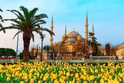 Весна В Стамбуле Турция — стоковые фотографии и другие картинки Весна -  Весна, Стамбул, Мечеть - iStock