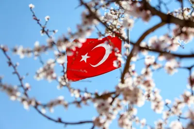 Фестиваль тюльпанов в Стамбуле - Турция