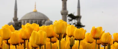 Весна в Турции - 74 фото
