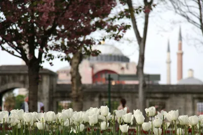 Весенняя Турция | Туры в Стамбул из Ташкента | Туры в Турцию