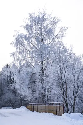 Зима в Тверскую область придёт с задержкой | ОБЩЕСТВО: Природа | ОБЩЕСТВО |  АиФ Тверь