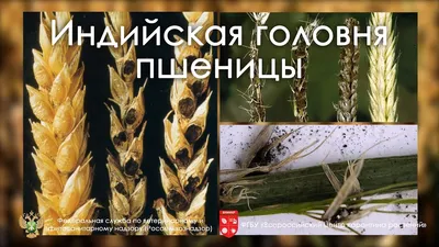 Болезни семян пшеницы | ВКонтакте