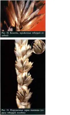 Твердая головня ячменя Грибные болезни | Syngenta