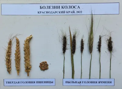 Твёрдая головня пшеницы – болезни растений
