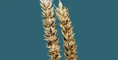 Твердая головня пшеницы Грибные болезни | Syngenta