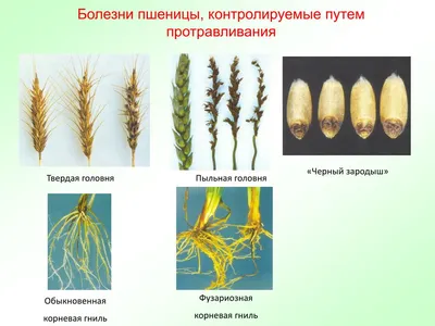 Купить семена, купить семена озимой, купить семена озимой пшеницы, купить  семена озимой пшеницы сорт Вольный Дон, семена озимой пшеницы, пшеница  Вольный Дон, Вольный Дон