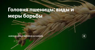 Выращивание пшеницы. Пшеница: тверже и выгодней - zerno-ua.com