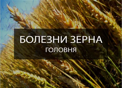 Головня пшеницы: виды и меры борьбы | АgroXXI - для аграриев и дачников |  Дзен