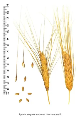 Сорта яровой пшеницы: какую посеять | ASM-AGRO | Дзен