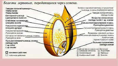 Купить семена, купить семена озимой, купить семена озимой пшеницы, купить  семена озимой пшеницы сорт Этюд, семена озимой пшеницы, пшеница Этюд, Этюд
